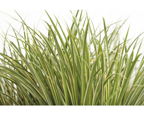 Siergras met gestreepte bladeren