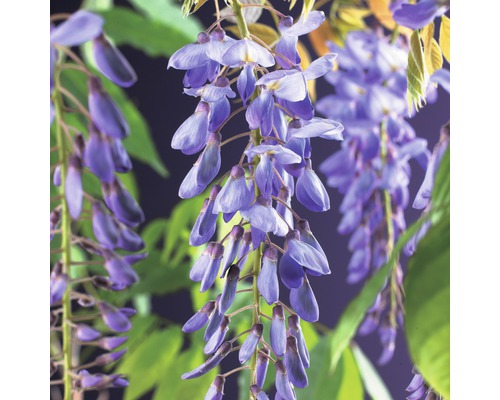 FLORASELF Klimplant wisteria sinensis 2,3 l 53-70 cm Blauw