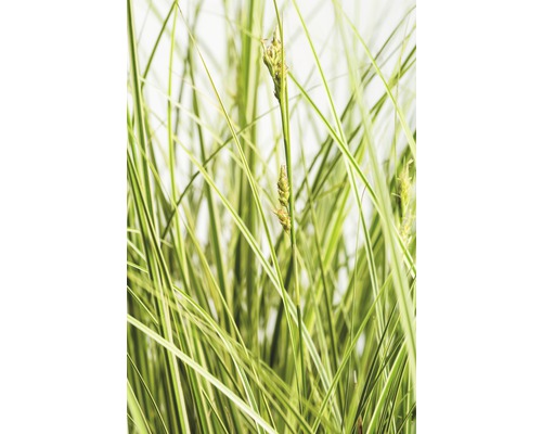 FLORASELF Zegge Carex brunnea 'Aureovariegata' potmaat Ø 19.0 cm H 5-20 cm Detailopname sierlijke zegge