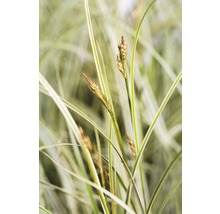Siergras met bloeiwijze