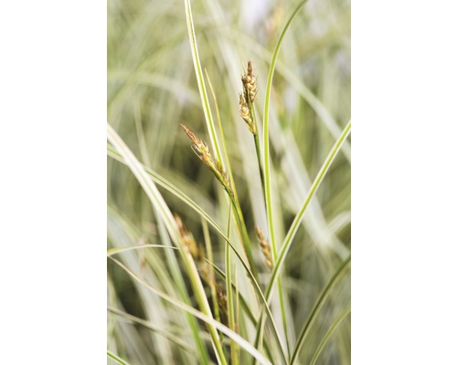 Siergras met bloeiwijze