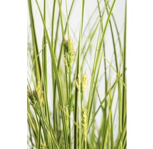 Siergras met groene en gele bladeren