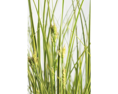 FloraSelf Zegge Carex brunnea 'Lady Sunshine' potmaat Ø 19 cm H 10-30 cm