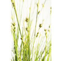 FLORASELF Zegge (Siergras) Carex brunnea potmaat Ø 19.0 cm H 5-20 cm