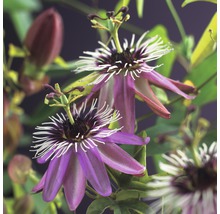 Close-up van passiebloemen met bloemen en bladeren