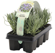 FLORASELF® Lavendel Lavandula angustifolia 6-pack-thumb-0