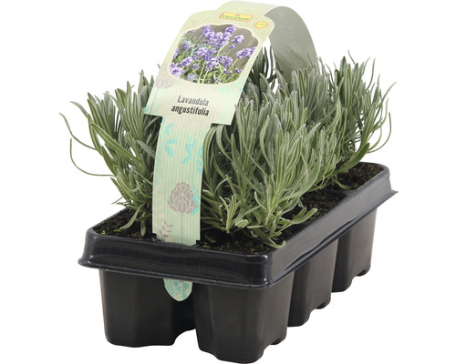 FLORASELF® Lavendel Lavandula angustifolia 6-pack-0