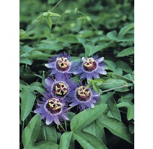 FLORASELF Klimplant passiflora purple haze 2,3 l 53-70 cm Lila-thumb-1
