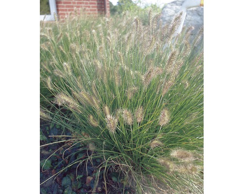 FloraSelf Lampenpoetsersgras Pennisetum alopecuroides 'Hameln' potmaat Ø 23 cm H 20-50 cm