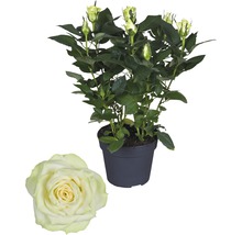 FLORASELF Roos honora wit Ø13 cm H30-40 cm