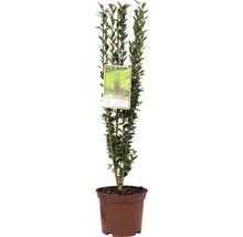 Slanke buxus in pot gekweekt