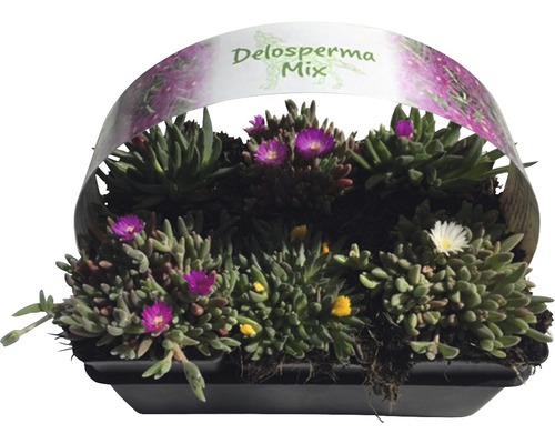 Delosperma Mix in plantenbak