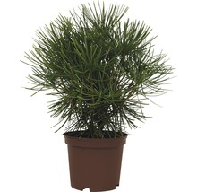 FLORASELF Kransspar Sciadopitys verticillata potmaat 3 liter H 20-30 cm