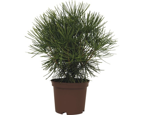 Denplant in pot