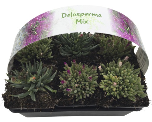 Delosperma Mix in een zwarte plantenschaal