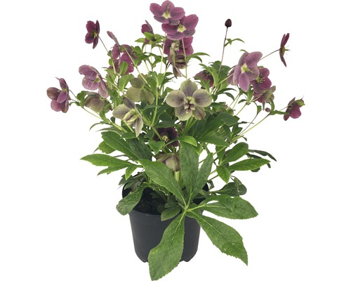 FLORASELF Kerstroos Helleborus x Hybride 'Viv' potmaat Ø 17.0 cm FLORASELF Kerstroos Helleborus x Hybride 'Viv' potmaat Ø 17.0 cm