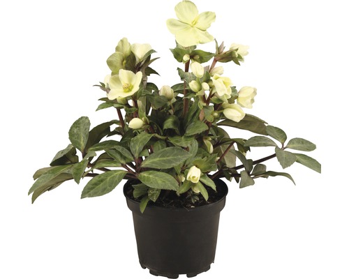 FLORASELF Kerstroos Helleborus x Hybride 'Winter Darling' potmaat Ø 17,0 cm Kerstroos in een pot