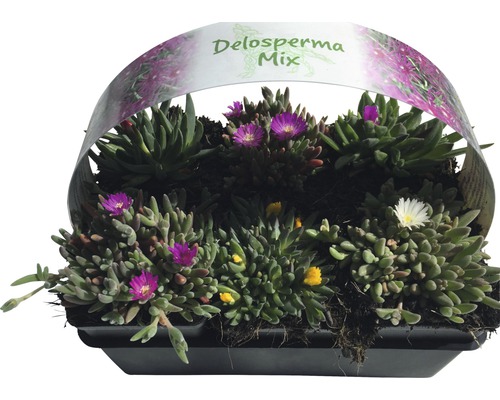 Delosperma Mix in plantenbak met diverse bloemkleuren