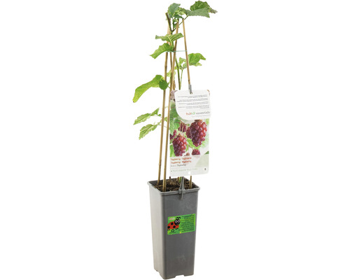 Tayberry plant in pot met plantenetiket en steunstokken