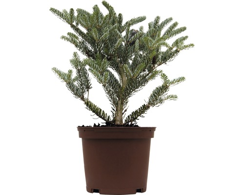 FLORASELF Koreaanse spar Abies koreana 'Silverstar' potmaat Ø 19.0 cm H 20-25 cm Koreaanse zilverspar in pot