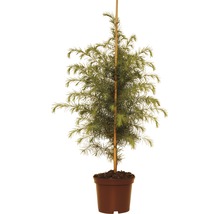 FLORASELF® Himalayaceder Cedrus deodara 'Hymalya'