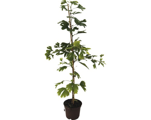 Ginkgo biloba boom in pot met steunstok