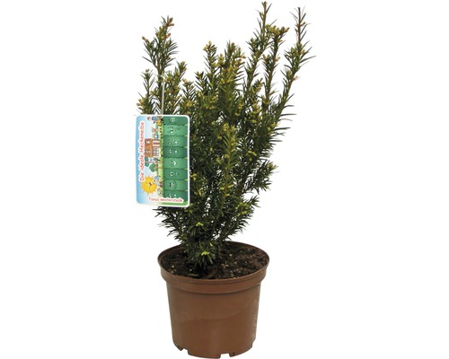 FLORASELF® Venijnboom Sciadopitys verticillata potmaat Ø23 cm