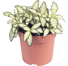 Fittonia kamerplant in pot