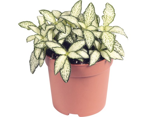 Mozaiekplantje FloraSelf Fittonia verschaffeltii 'Mosaic' H 10-15 cm Ø 7 cm pot gesorteerd Mozaiekplantje FloraSelf Fittonia verschaffeltii 'Mosaic' H 10-15 cm Ø 7 cm pot gesorteerd