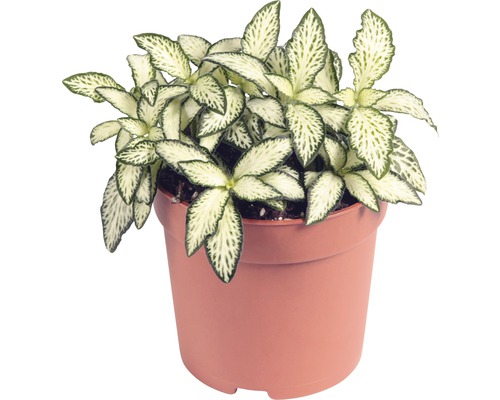 Mozaiekplantje FloraSelf Fittonia verschaffeltii 'Mosaic' H 10-15 cm Ø 7 cm pot gesorteerd