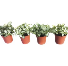 Vier Fittonia''s in potten