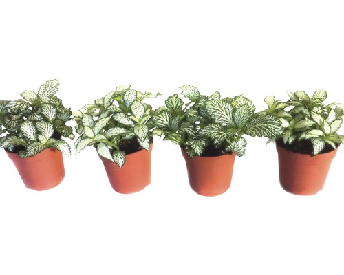 Vier Fittonia''s in potten