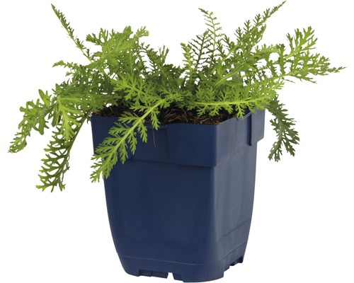 Echte kamille plant in pot