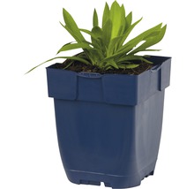 Plant in een blauwe plantenbak