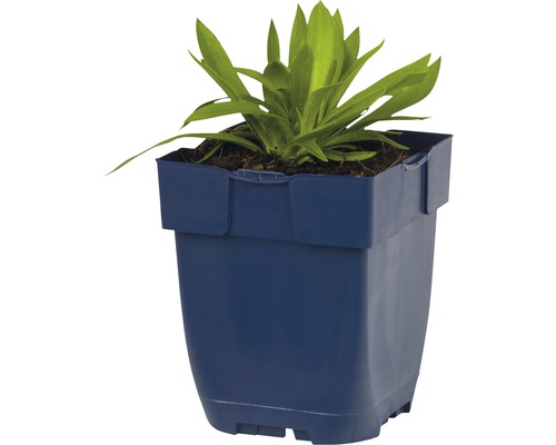 Plant in een blauwe plantenbak