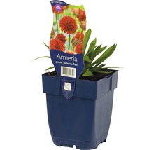 Armeria Ballerina Red in pot