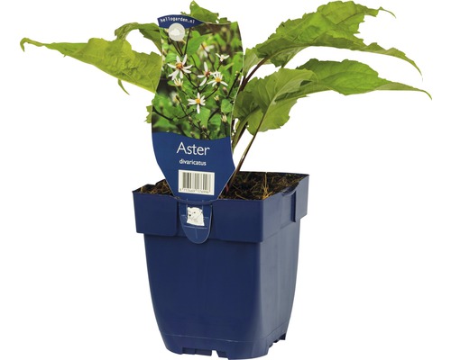 Aster divaricatus in pot