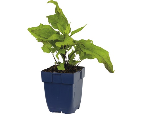 Watergentiaan plant in pot