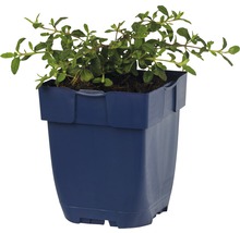 Pot met marjoleinplant