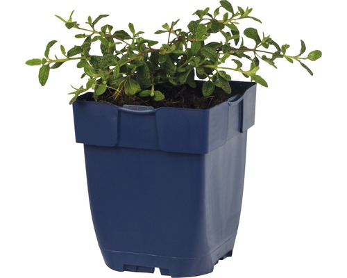 Pot met marjoleinplant