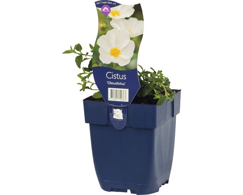 Cistus ''Obtusifolius'' in pot
