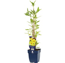 Coreopsis plant in pot
