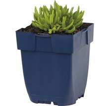 Kamerplant met vetplanten in een pot