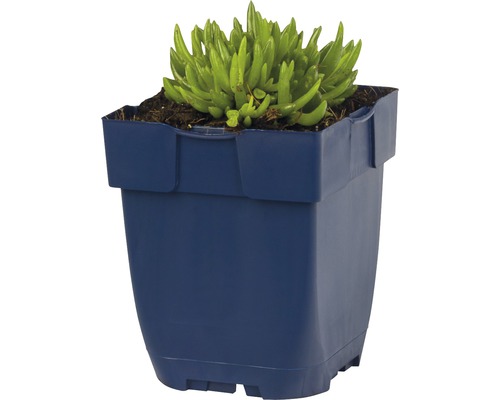 Kamerplant met vetplanten in een pot