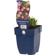 Delosperma Hot Pink in pot