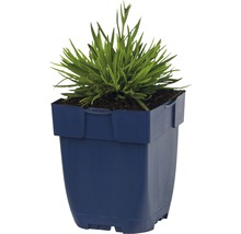 Gras in een pot