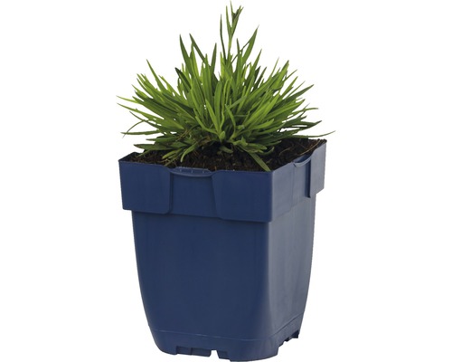 Gras in een pot