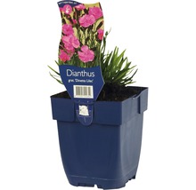 Anjer ''Dinetta Lilac'' in pot