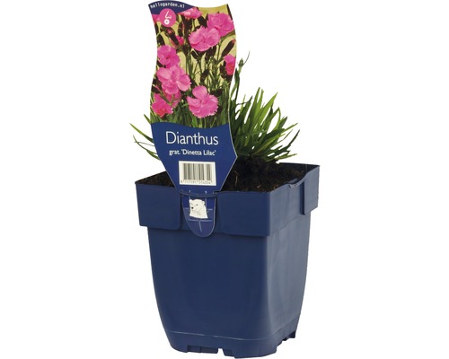 FLORASELF Grasanjer Dianthus grat. 'dinetta lilac' Ø 11 cm