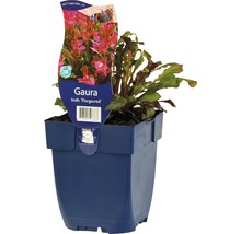 Gaura Lindh. ''Florgaured'' in pot